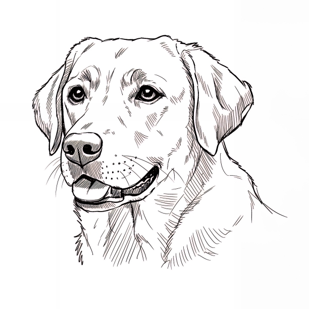 eNVy Pet Supplies